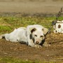 Gattini abbandonati, cani come oggetti, animali selvatici feriti: appello alle istituzioni per un maggiore impegno