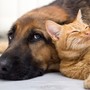 Donatori di sangue per gatti e cani: da Savigliano il progetto d'istituzione di un registro ufficiale