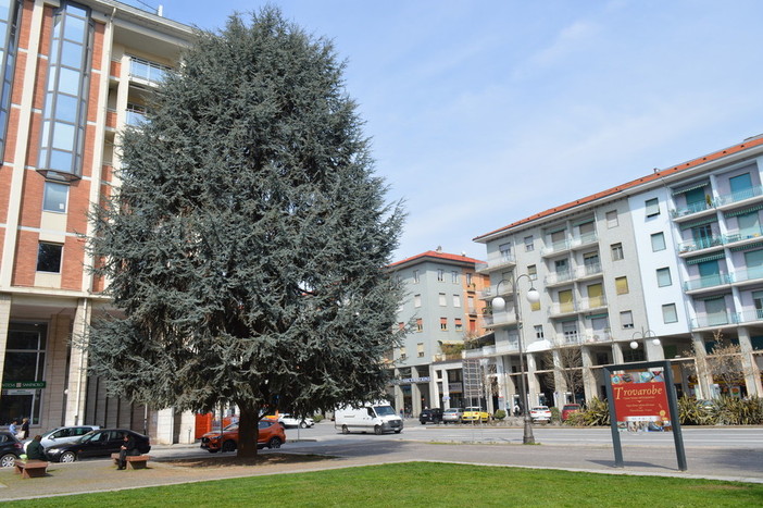 Ricorso contro l’abbattimento dei cedri di Piazza Europa: la nota ufficiale del Comune di Cuneo