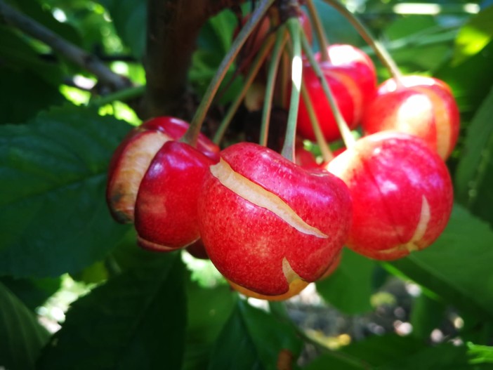 In un mese l'acqua di sei e le ciliegie fanno &quot;crack…ing”: primi danni sulla frutta per la troppa pioggia [FOTO]