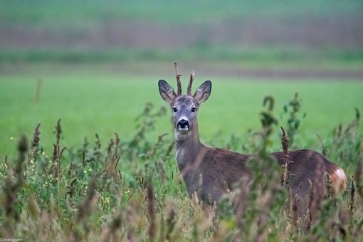 Un capriolo immortalato nella pianura cuneese dal fotoamatore Enrico Ruggeri