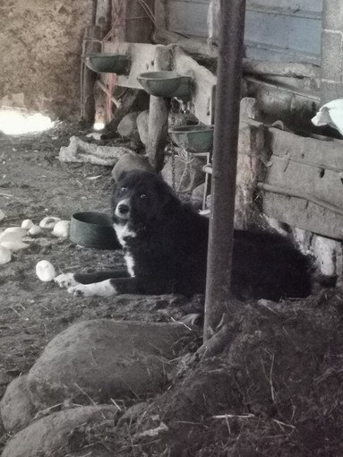 Uno dei cani trovati nella cascina da adottare