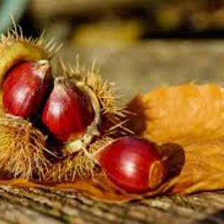 Agroecologia e castagne: questi i temi che verranno affrontati la prossima settimana all’Unitre di Cuneo