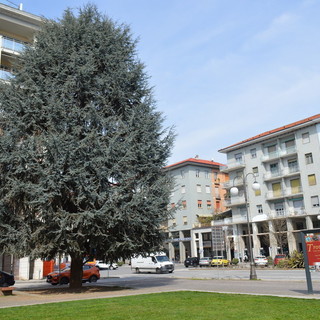 Ricorso contro l’abbattimento dei cedri di Piazza Europa: la nota ufficiale del Comune di Cuneo