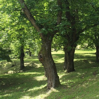 Dall'Unione Montana Valle Varaita 5mila euro di contributi alle aziende agricole per la pulizia del sottobosco dei castagneti