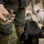 Tartufo, da domani al via la “cerca” nelle Langhe. L'assessore regionale Gallo: “Nel 2024 oltre 700 mila euro investiti per la salvaguardia”