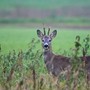 Un capriolo immortalato nella pianura cuneese dal fotoamatore Enrico Ruggeri