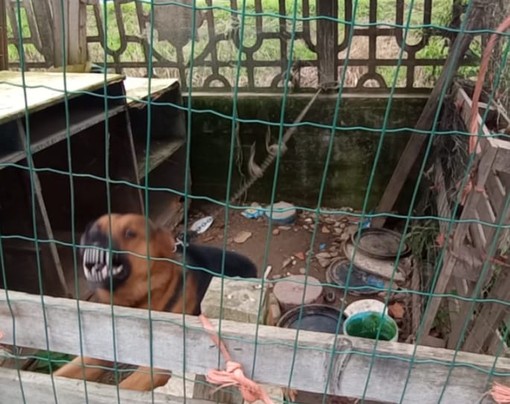 Cane alla catena chiuso in un box restituito alla proprietaria a Genola, Stop Animal Crimes: &quot;Continueremo a vigilare&quot;