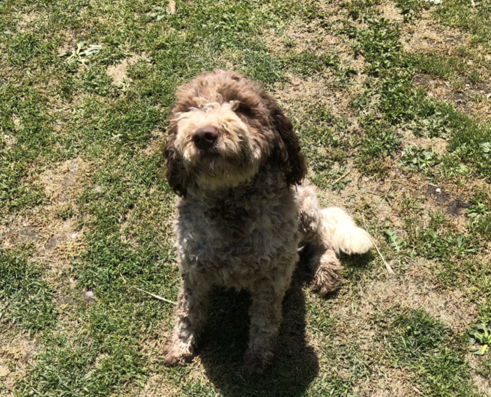 QUATTROZAMPE/ Tra Costigliole e Piasco si cerca il cagnolino Brodo