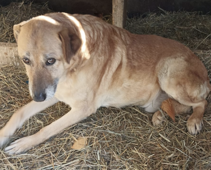 Il cane Pallino