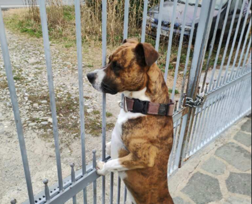 Cuneo, il cane Leon cerca casa