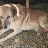 Il cane Pallino