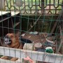 Cane alla catena chiuso in un box restituito alla proprietaria a Genola, Stop Animal Crimes: &quot;Continueremo a vigilare&quot;