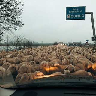 Centinaia di pecore sulla provinciale al confine tra Cuneo e Torino
