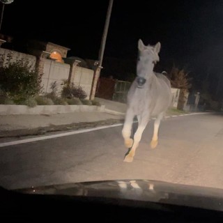 Paura a Busca per un cavallo imbizzarrito in mezzo alla strada