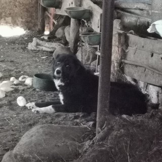 Uno dei cani trovati nella cascina da adottare