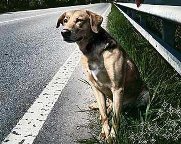 Cane abbandonato sulla strada (immagine di repertorio)