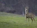 Peveragno: trafugata la carcassa di un capriolo investito da un'auto