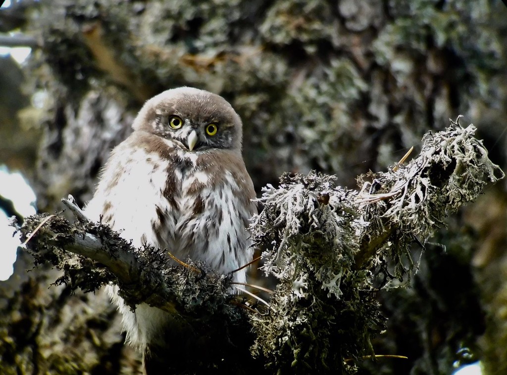 THUN CERBIATTO ANIMALI DEL BOSCO  Mercatino dell'Usato Civitavecchia