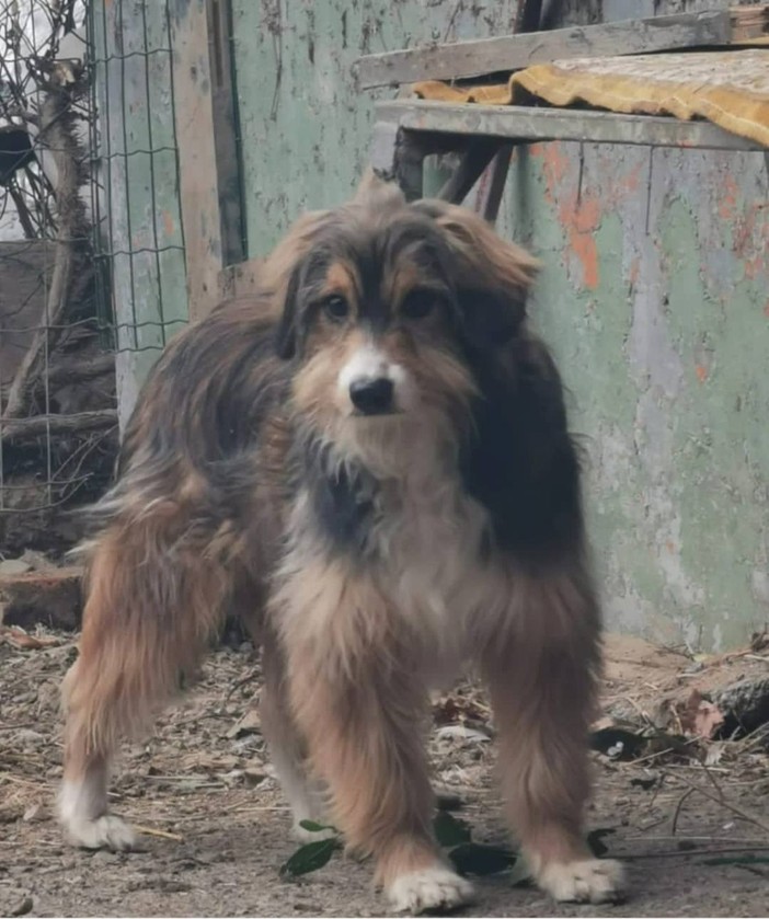 Ancora quattro cani da adottare in una cascina della Val Pesio