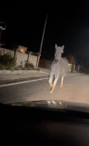 Paura a Busca per un cavallo imbizzarrito in mezzo alla strada