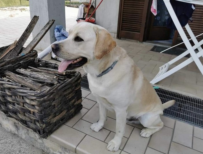 A Vignolo si cerca una famiglia per Moon, tenerissimo labrador di cinque anni