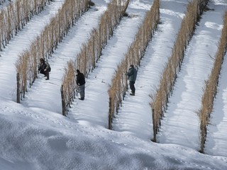 Enzo Massa: Langhe