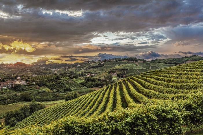 Vigneti del Roero in uno scatto di Carlo Avataneo Roero