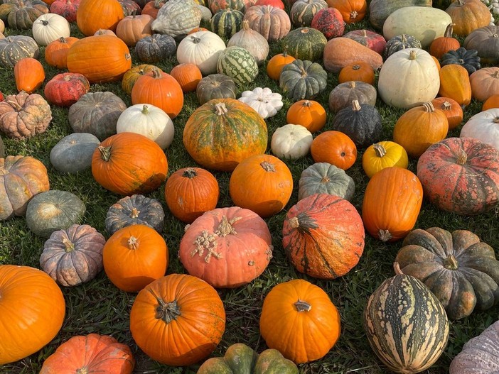 A Piozzo torna la fiera della Zucca: venerdì l'inaugurazione delle 31^ edizione