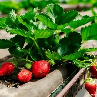 Agricoltura biologica, prodotti locali e filiera corta: la chiave per un futuro sostenibile e legato al territorio