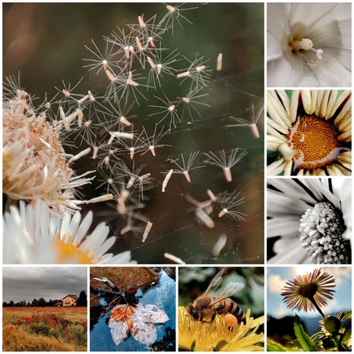 Prof di Arte di Cuneo regala &quot;la bellezza della natura&quot; alla Psichiatria dell'ospedale di Savigliano