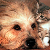 Cuneo pronta a tutelare gli animali domestici: presentata la bozza del regolamento comunale