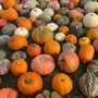 A Piozzo torna la fiera della Zucca: venerdì l'inaugurazione delle 31^ edizione