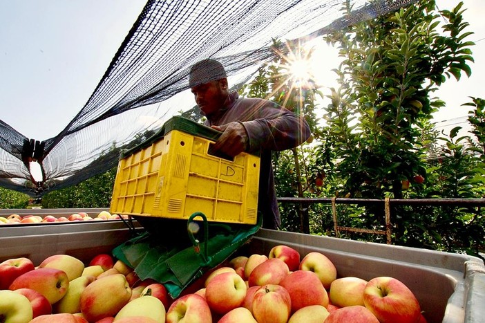 Ortofrutta: provincia Granda, Francia, Spagna e Portogallo unite nel lanciare l'allarme sulla scarsa reddittività