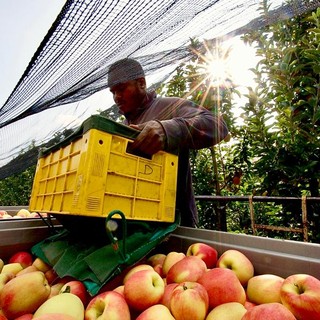 Ortofrutta: provincia Granda, Francia, Spagna e Portogallo unite nel lanciare l'allarme sulla scarsa reddittività