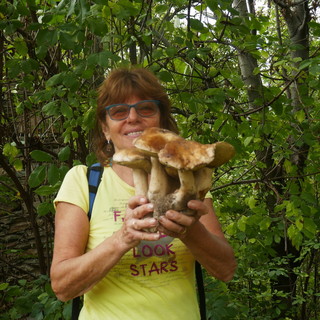 A spasso per i boschi della Valle Maira, trova un mazzo di funghi porcini da 1,2 chili
