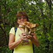 A spasso per i boschi della Valle Maira, trova un mazzo di funghi porcini da 1,2 chili