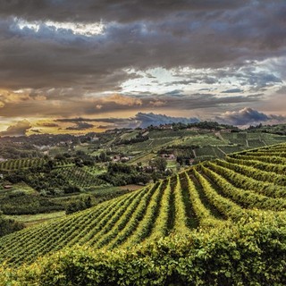 Vigneti del Roero in uno scatto di Carlo Avataneo Roero