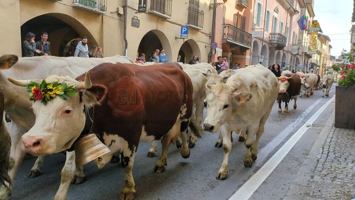 A Demonte la tradizionale Fiera di San Luca: sfilata di animali e mezzi agricoli [FOTO E VIDEO]