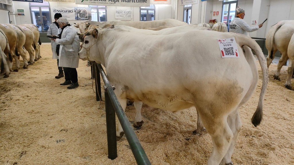 Da tutta Italia per la Fiera del Bue Grasso di Carrù in edizione  imbiancata [FOTO e VIDEO] 