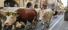 A Demonte la tradizionale Fiera di San Luca: sfilata di animali e mezzi agricoli [FOTO E VIDEO]