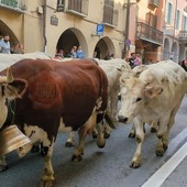 A Demonte la tradizionale Fiera di San Luca: sfilata di animali e mezzi agricoli [FOTO E VIDEO]