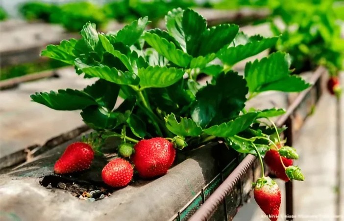 Agricoltura biologica, prodotti locali e filiera corta: la chiave per un futuro sostenibile e legato al territorio