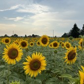 Aperto il contest per fotografare i &quot;Girasoli a Farigliano&quot;