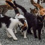 Finanziati 25 progetti per gatti randagi e colonie feline