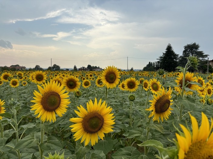 Aperto il contest per fotografare i &quot;Girasoli a Farigliano&quot;