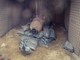 Il Reggimento Genio Guastatori di Fossano ha neutralizzato una bomba da 450 chili [FOTO E VIDEO]