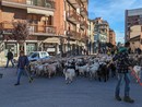 Pecore sambucane e capre per le vie di Borgo San Dalmazzo a inaugurare “La Routo” [FOTO]