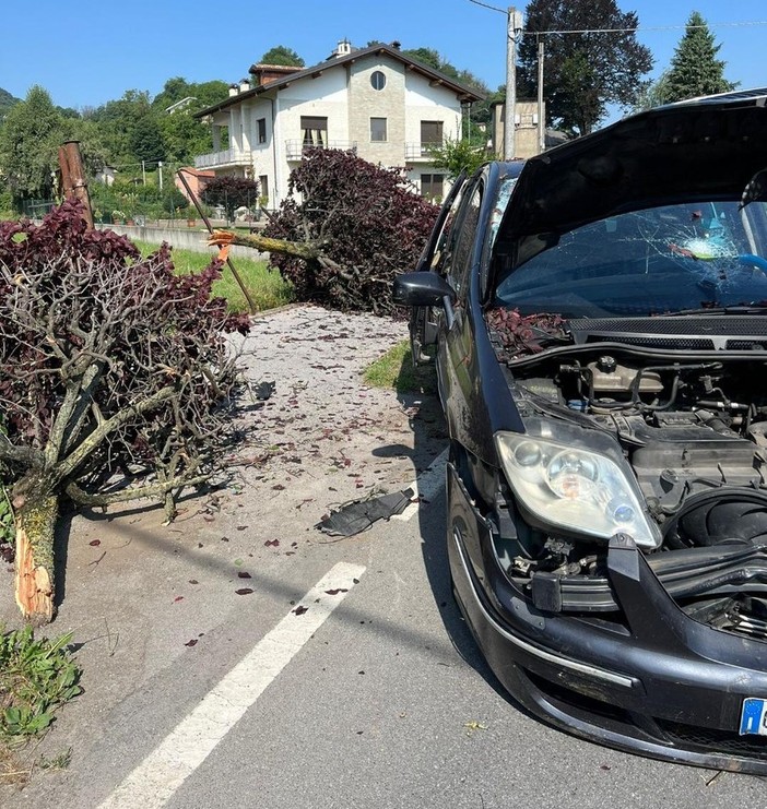 Boves, esce di strada in corso Trieste e abbatte due piante: illeso il conducente
