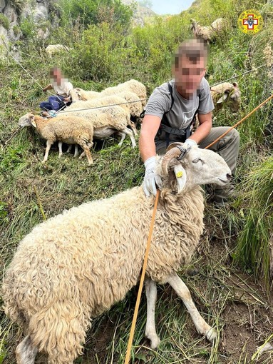 Gregge caduto in un dirupo a Frabosa Sottana, 80 capi deceduti